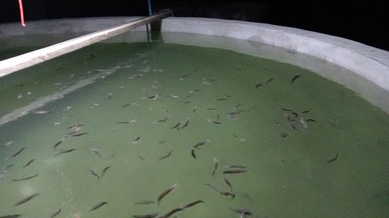 Solar aquaculture systems