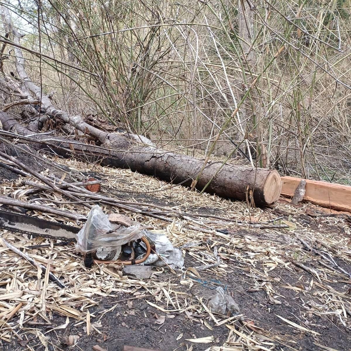 Chainsaw and cut timber discovered on hiking trail