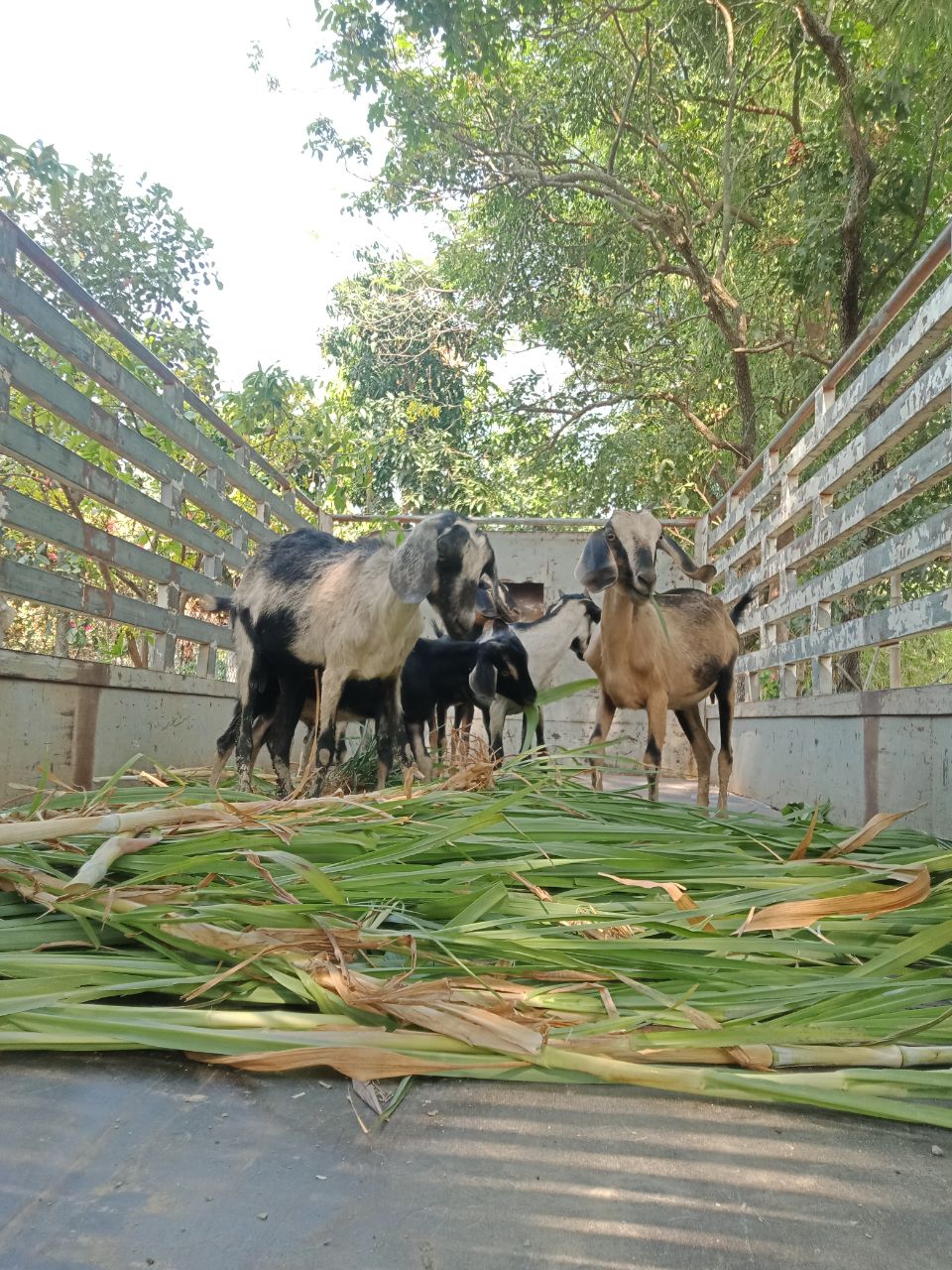 Chankiek goat project