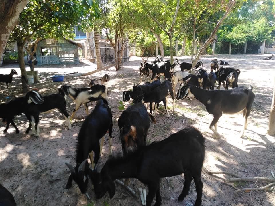 Chankiek Village goat project — Cham ethnic minority community