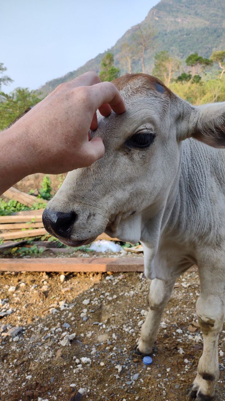 Phnom Samkos cow program
