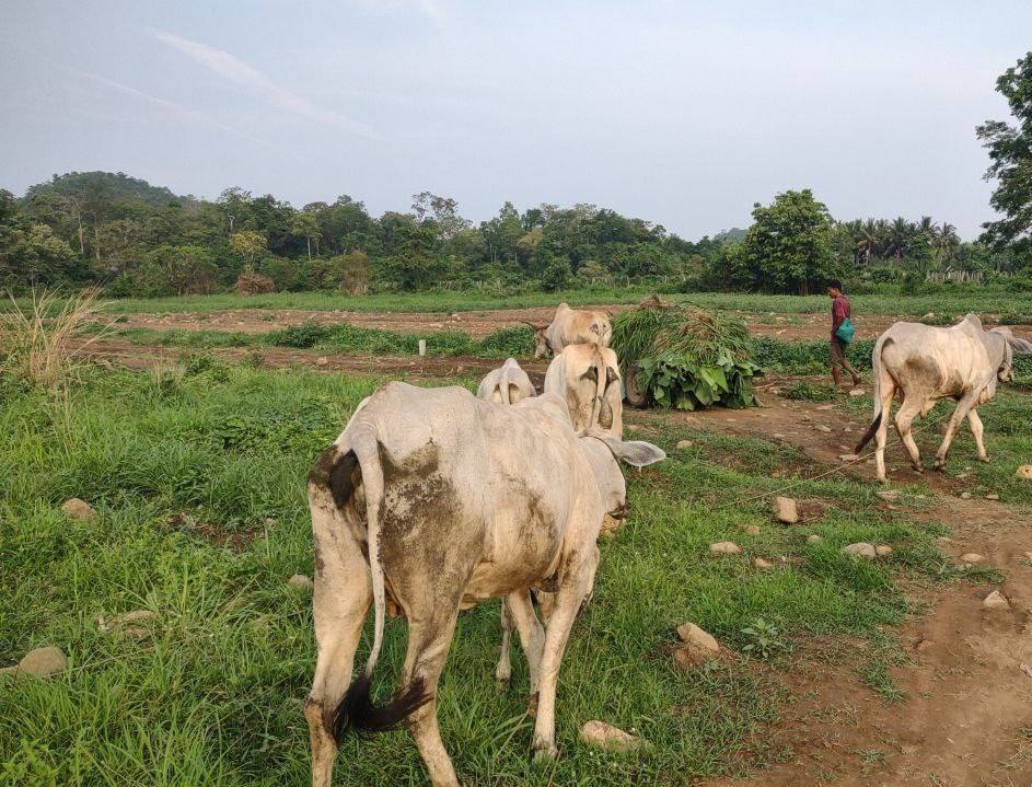 Cow placement program