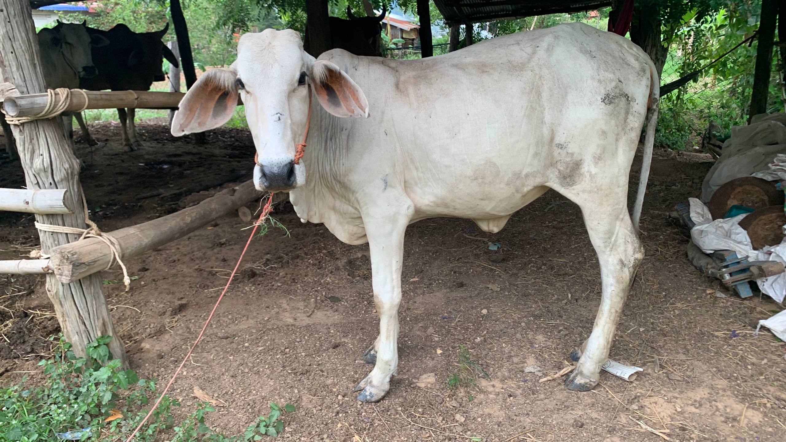 Cow placement program — women-led families