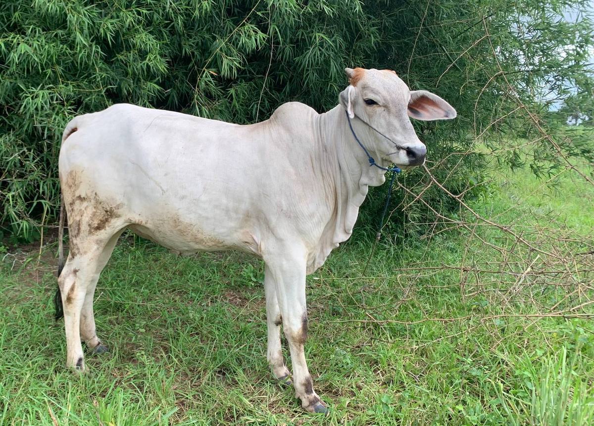 Cow placed with the Pat family in Arai village