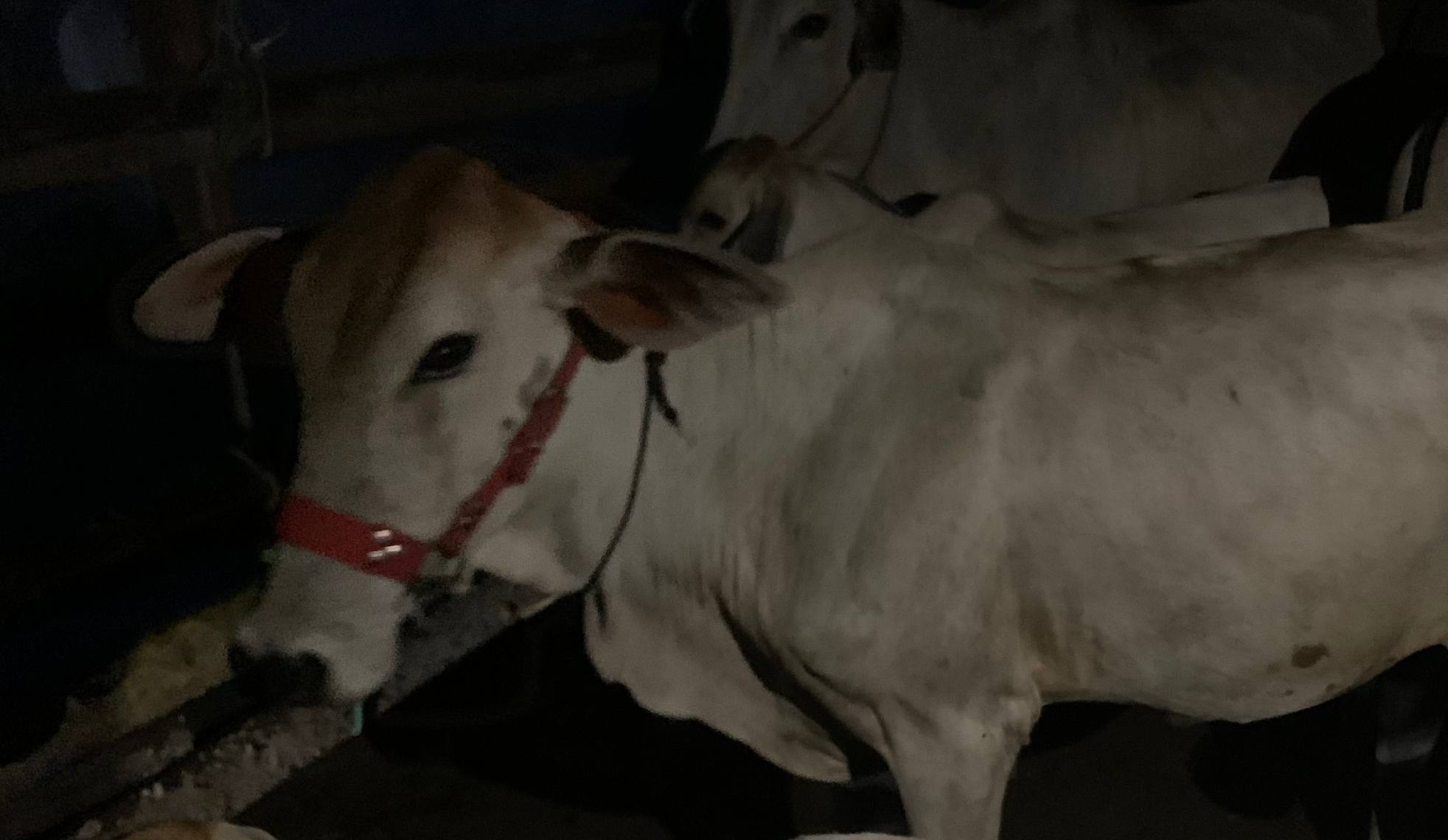 Cow placed with the Newt family in Arai village