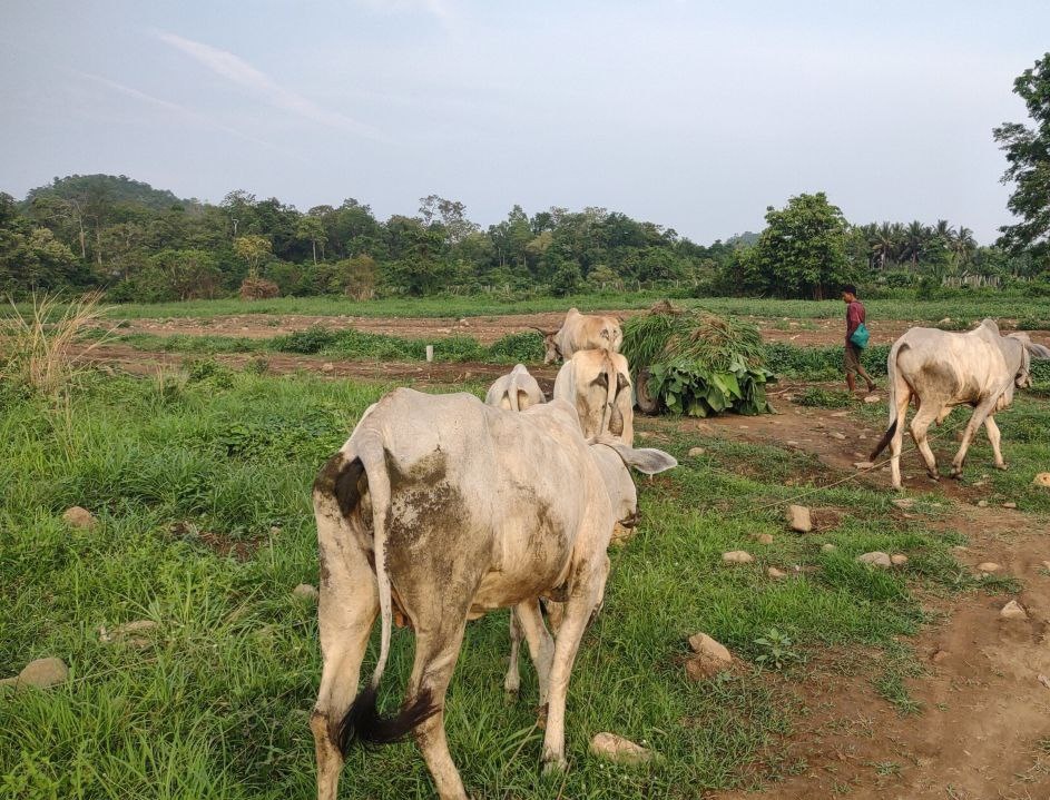 Cow placed with the Ruen family in Arai village