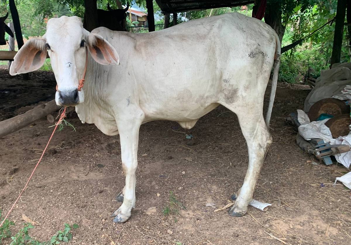 Cow placed with the Krong family in Arai village
