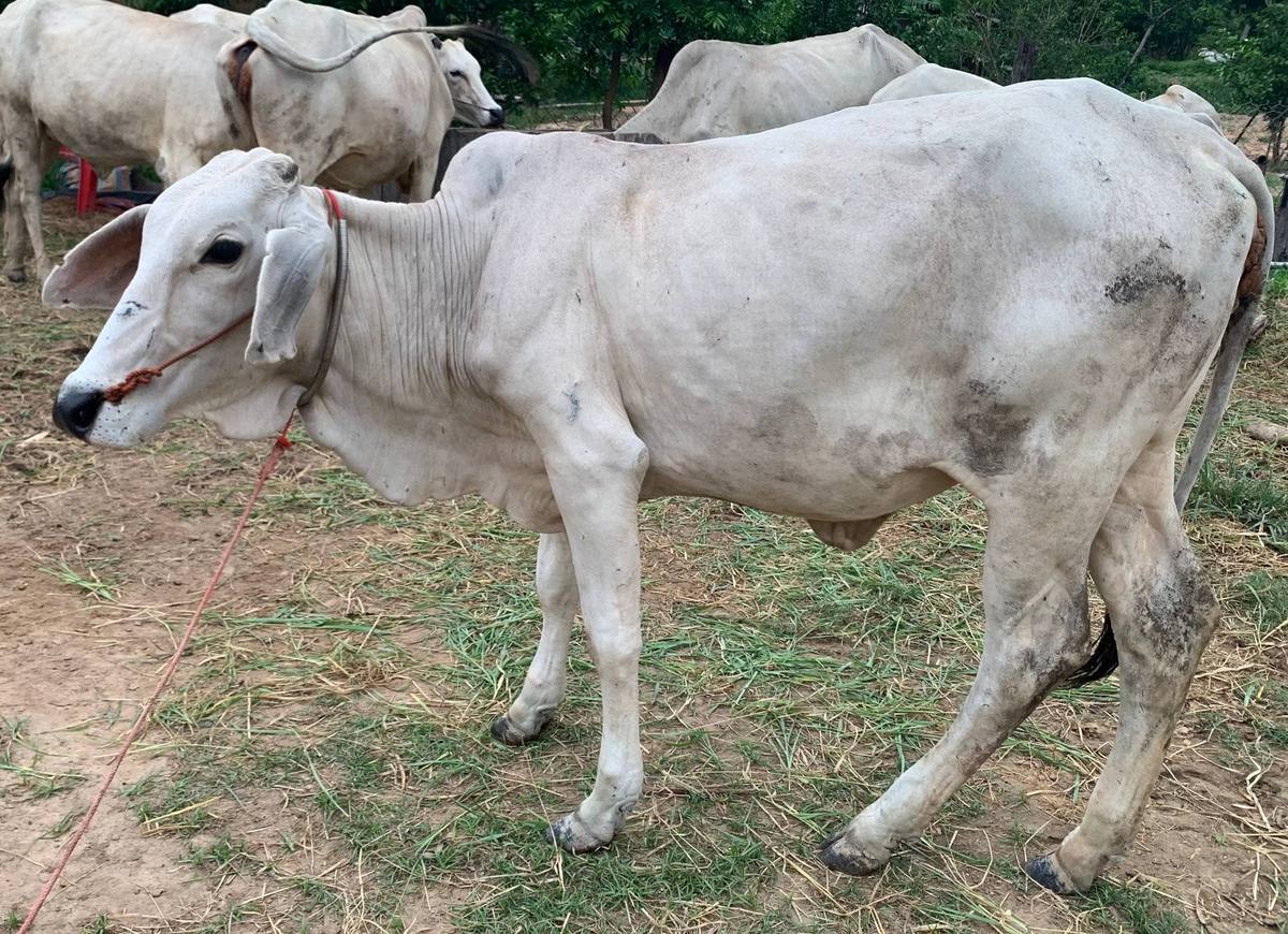 Cow placed with the Chow family in Arai village