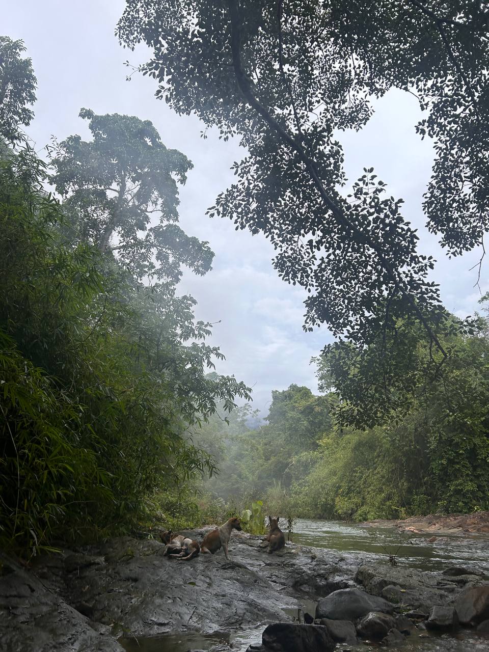 Forest path along the eco-tourism trail