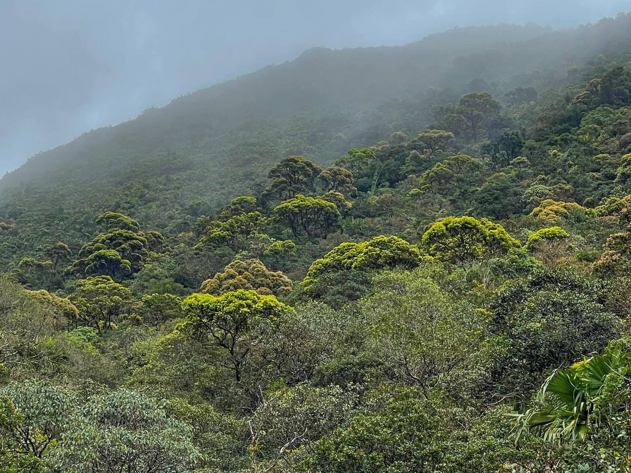 Multi-layer forest ecosystem in Phnom Samkos, Cambodia