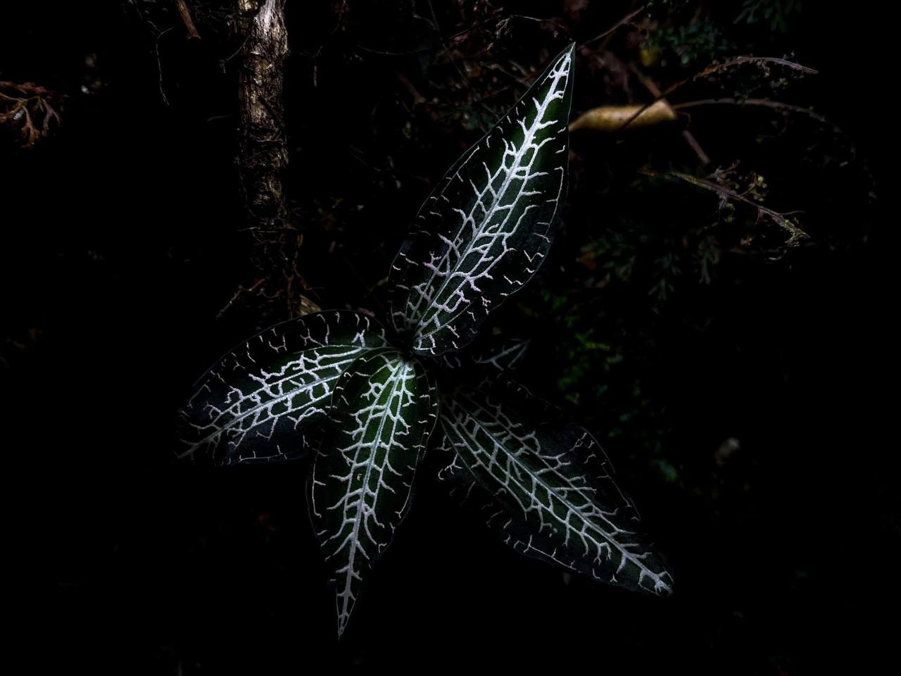 Forest trail surrounded by natural vegetation