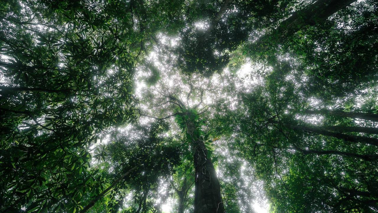 Overhead canopy view in tropical forest