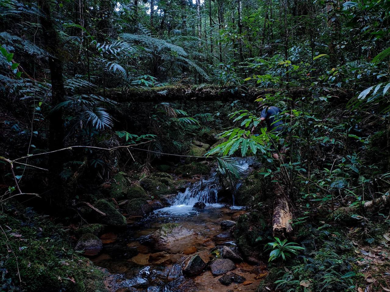 Tropical vegetation along Phnom Samkos eco-tourism trail