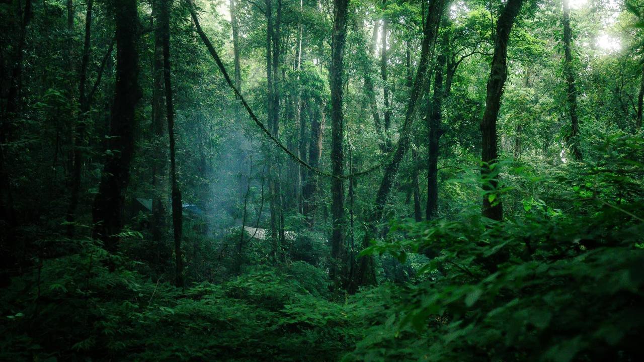 Well-maintained hiking trail through Phnom Samkos forest