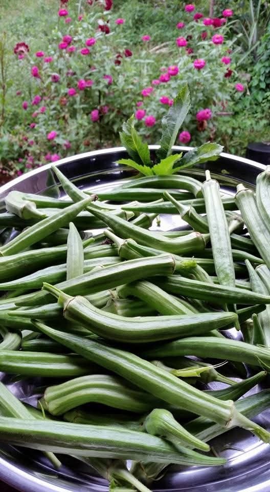 Food security — climate-resilient agriculture in rural Cambodia
