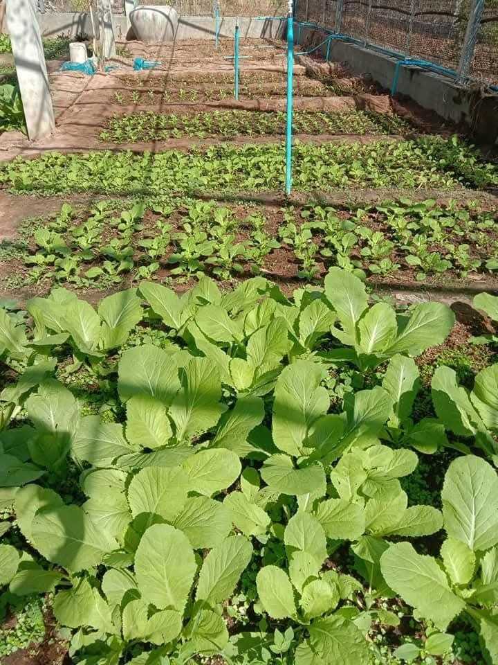 GSO partner family harvesting their garden