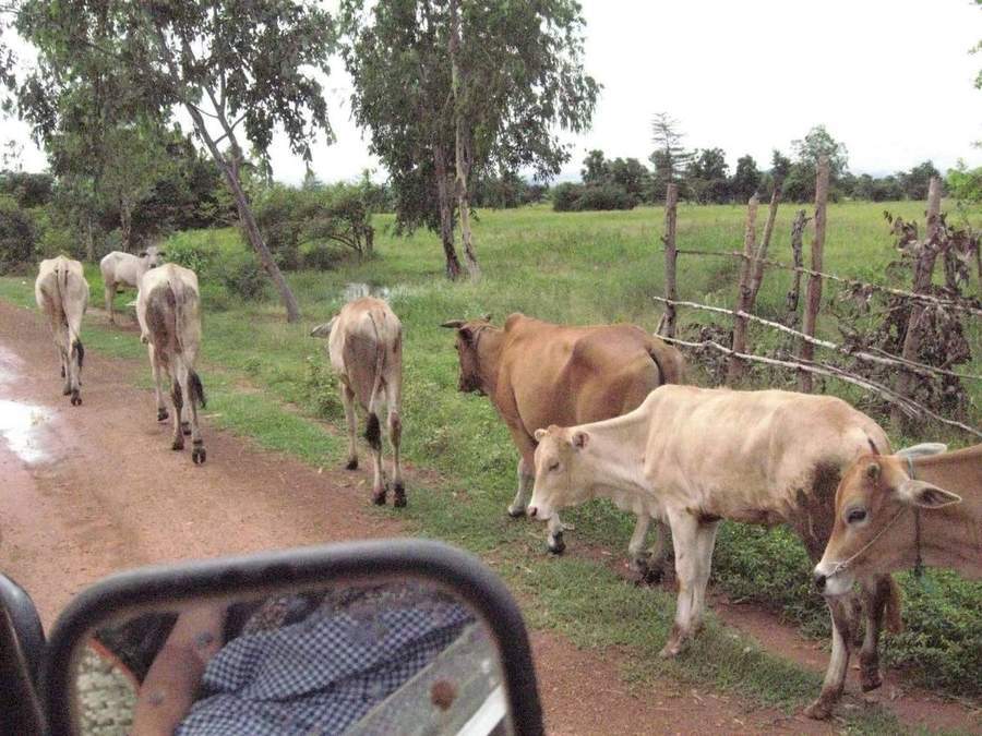 Cattle walking along dirt road seen from vehicle