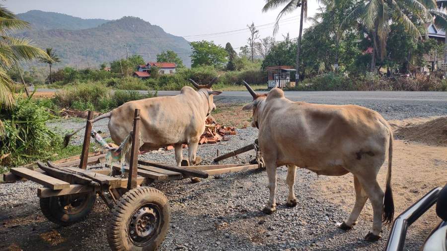 Two oxen pulling wooden cart near road with mountains