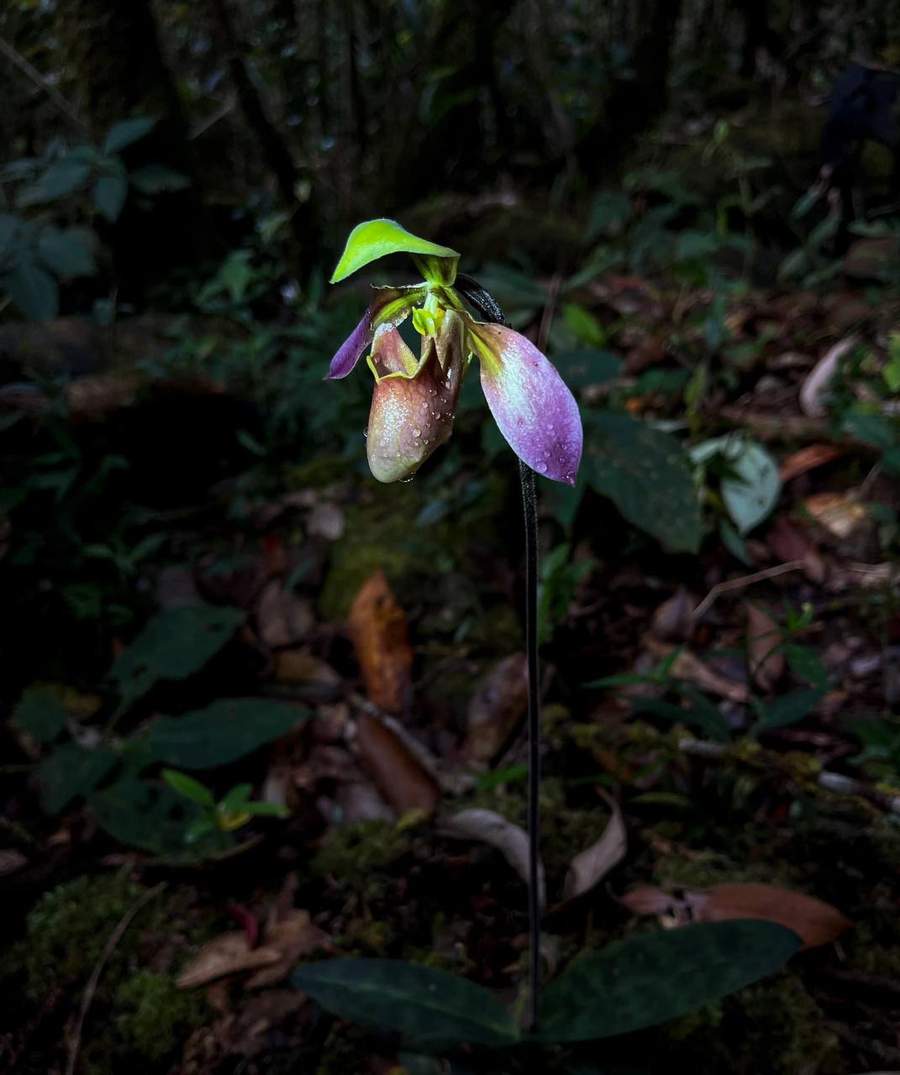 Purple orchid flower growing on dark forest floor