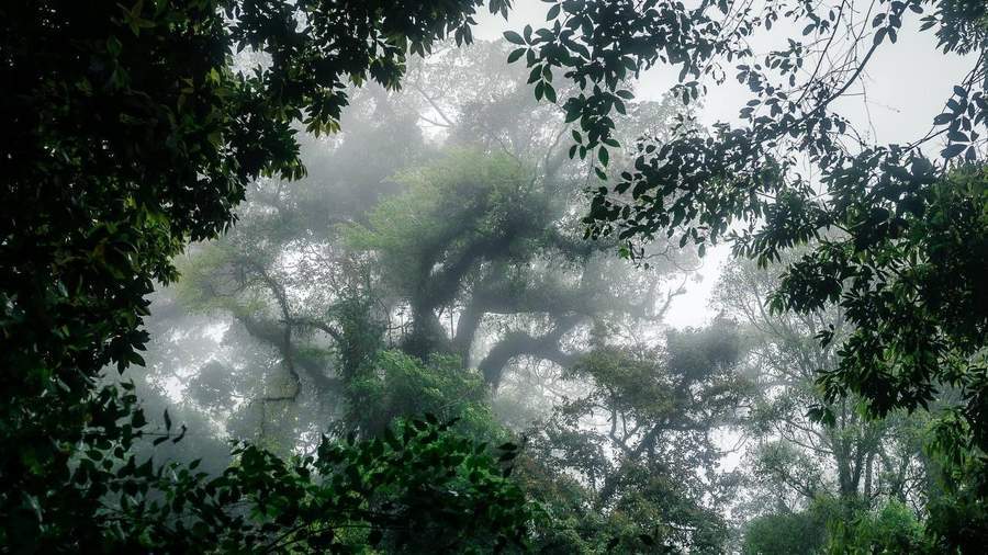 Misty tropical rainforest with large ancient trees