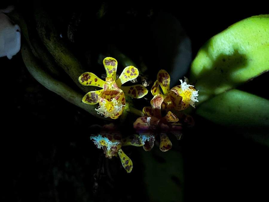 Yellow spotted orchid flowers on tree bark