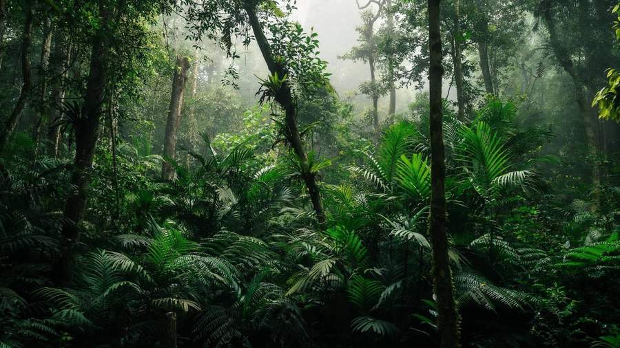 Dense tropical forest with palm fronds and misty light