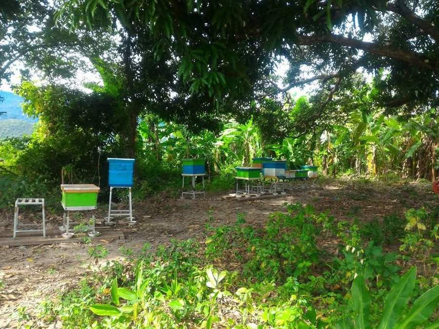 Row of colorful beehives under tropical trees