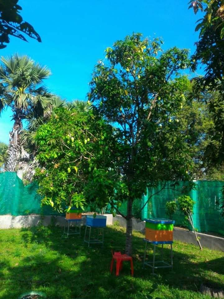 Colorful beehives placed under mango tree