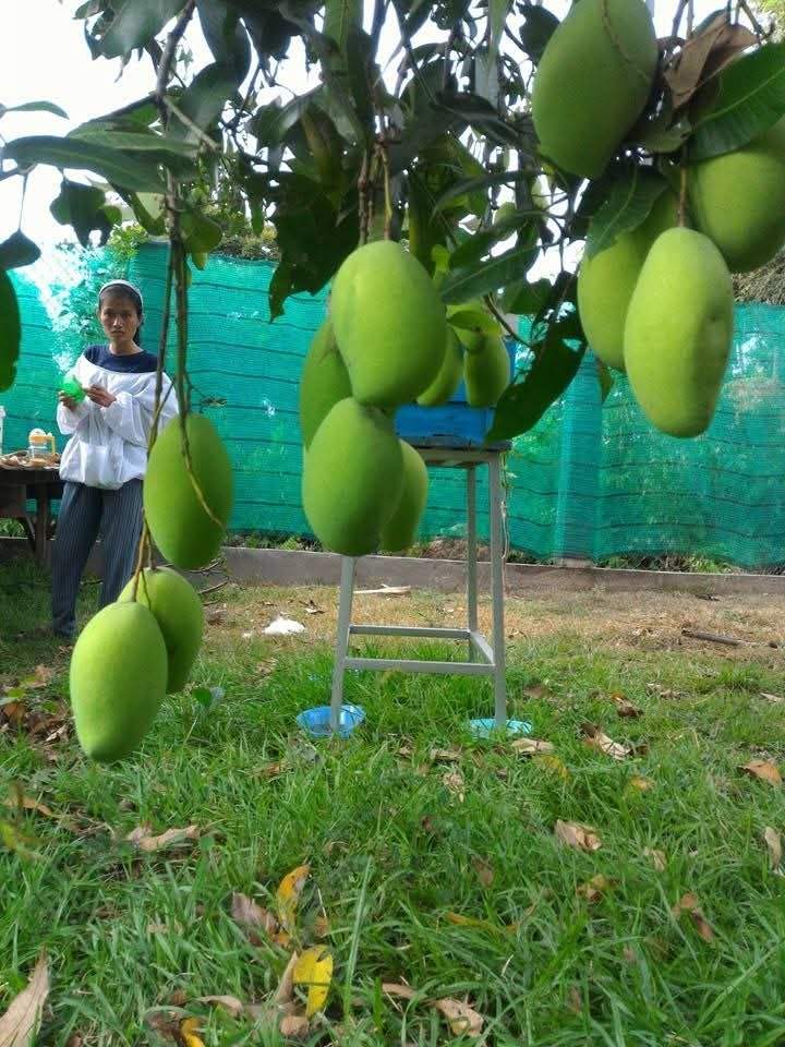 Green mangoes hanging from tree near beehive