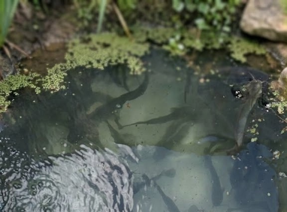Catfish swimming in small pond with duckweed