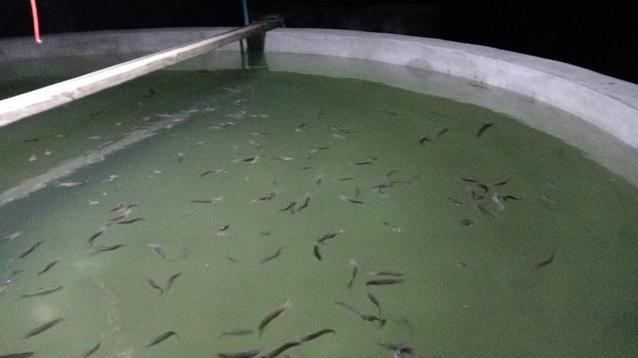 Small fish swimming in green aquaculture tank