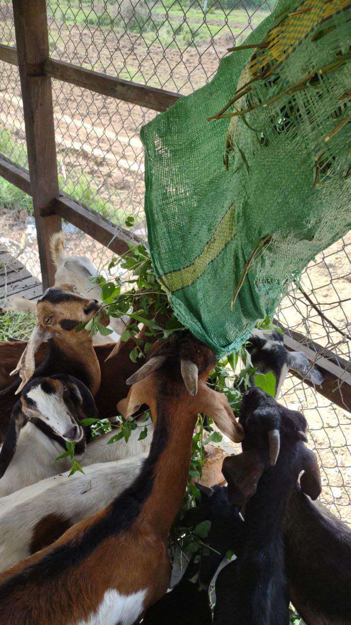 Goats eating fresh leaves from green mesh bag