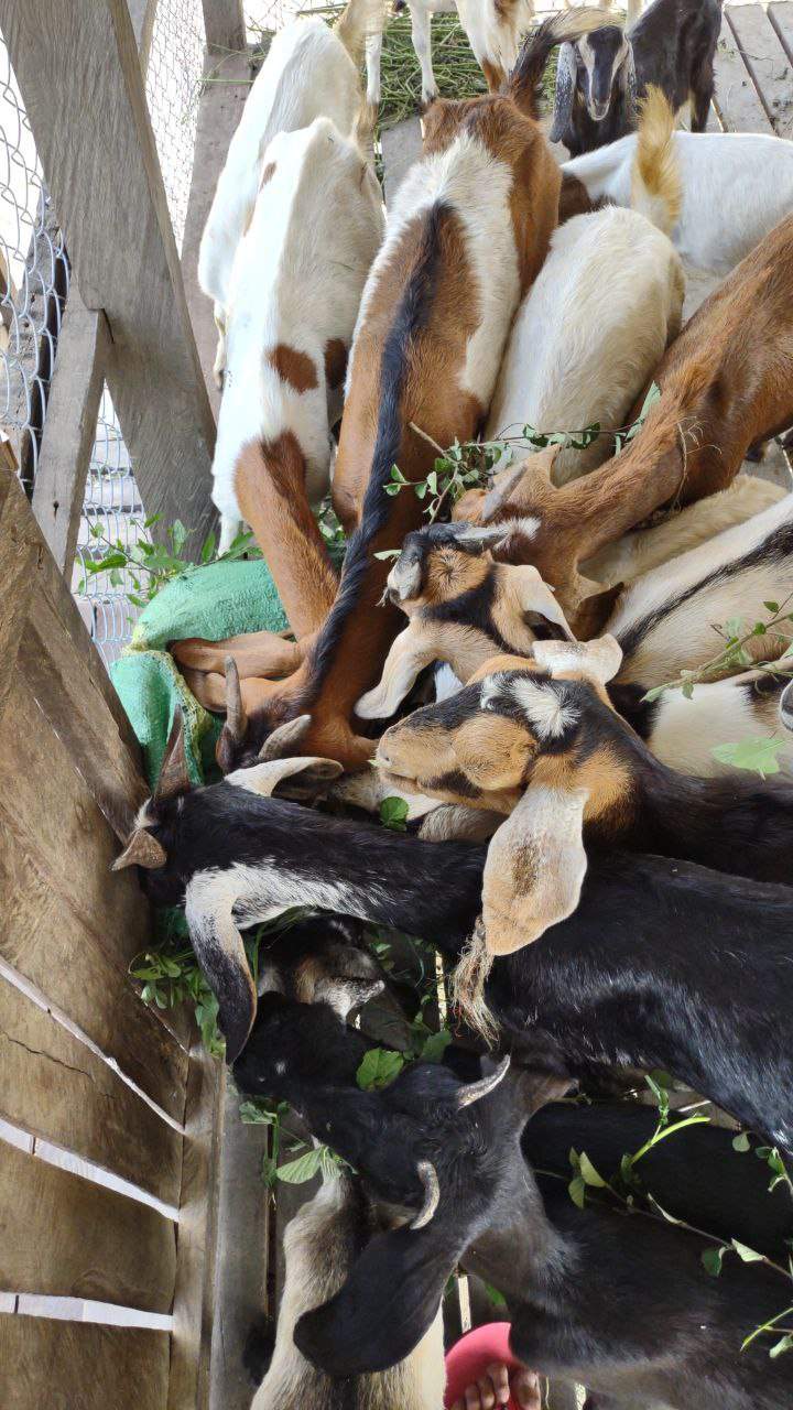 Goats feeding from wooden trough in pen