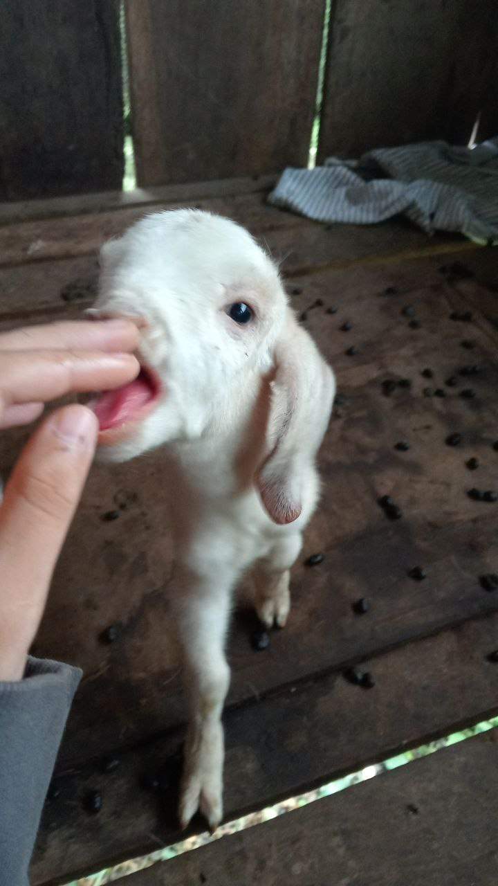 Baby goat being fed by hand in wooden pen