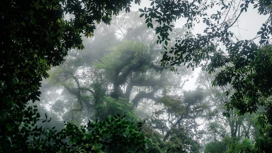 Misty tropical forest with ancient trees