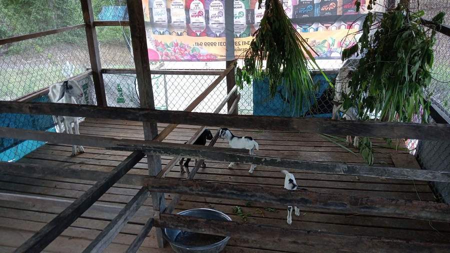Goats in elevated wooden pen with hanging foliage