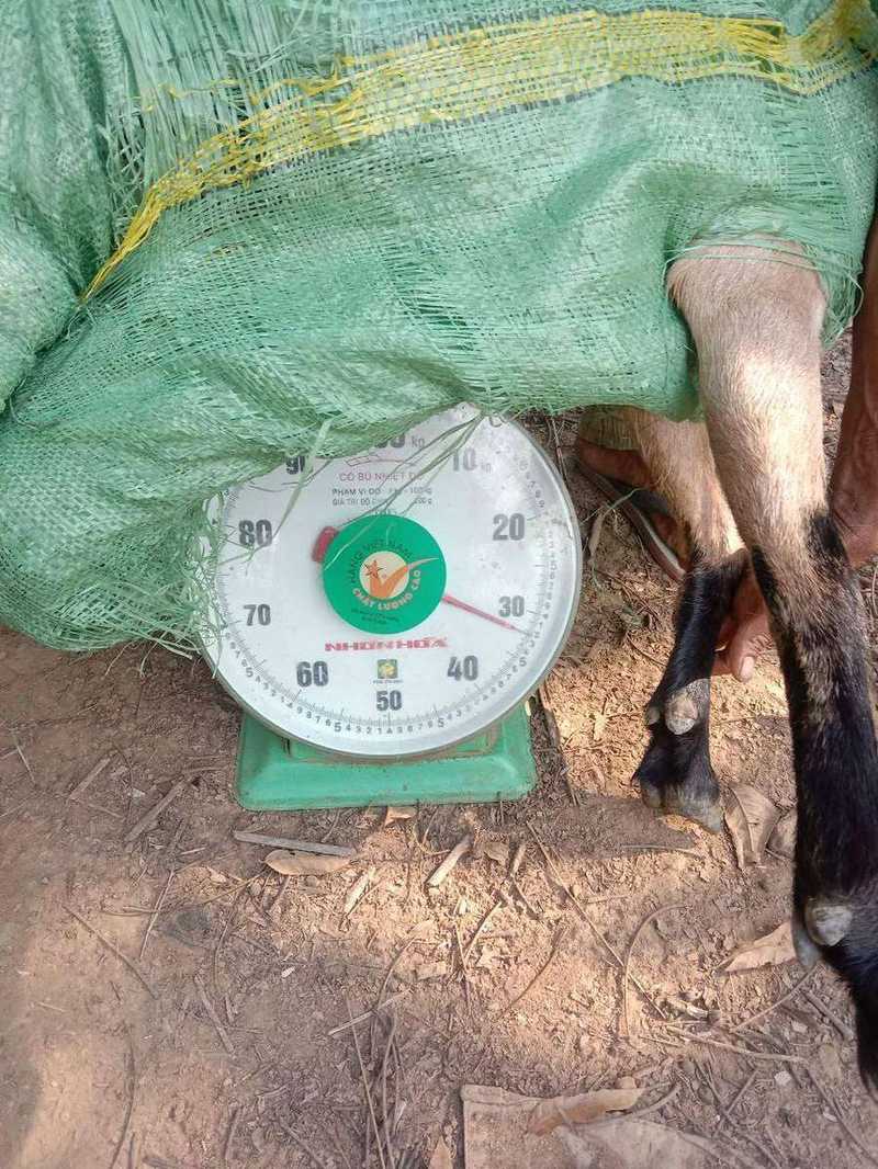Goat being weighed on mechanical scale