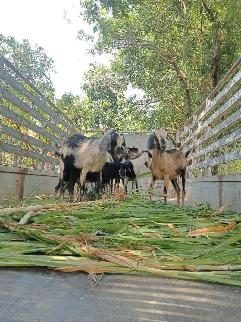 Goats standing in truck bed on bed of green fodder