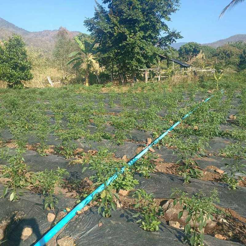 Chili pepper plants growing in field with irrigation pipe