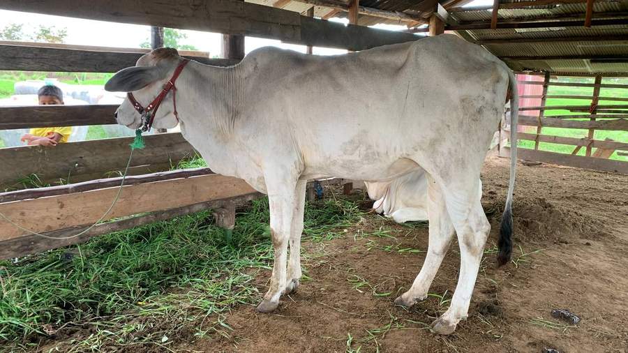 White zebu cow in wooden barn eating grass