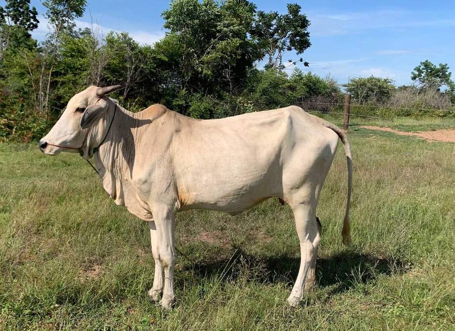 White zebu cow standing in grassy field