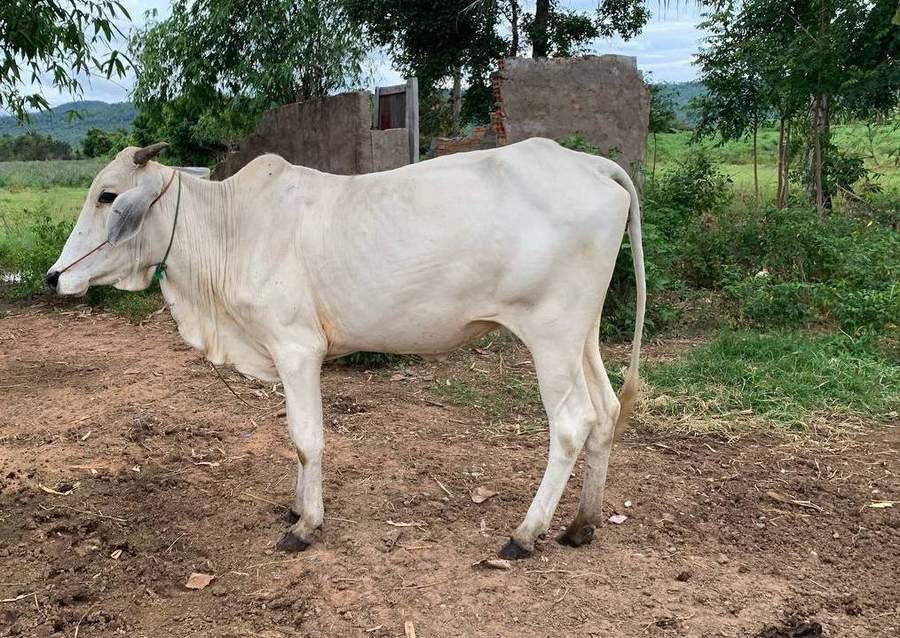 White zebu cow standing near village building