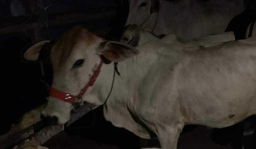 Zebu cow with red halter in dark barn