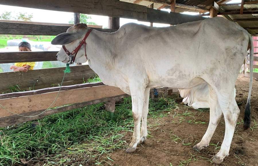 White cow in wooden pen with child watching