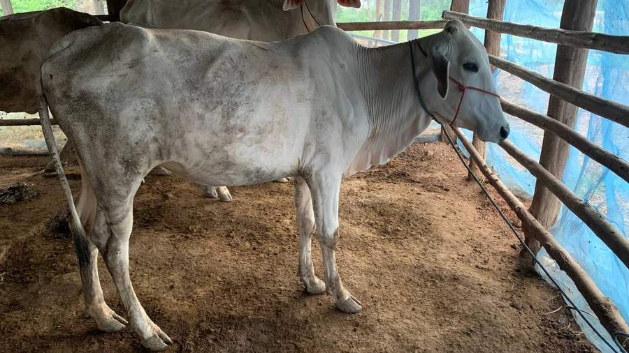 Zebu cow standing in wooden barn with blue tarp