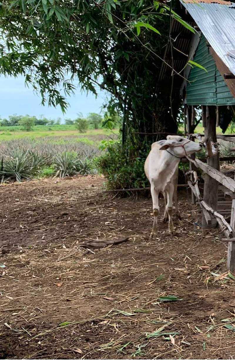 White zebu cow near wooden shelter and bamboo