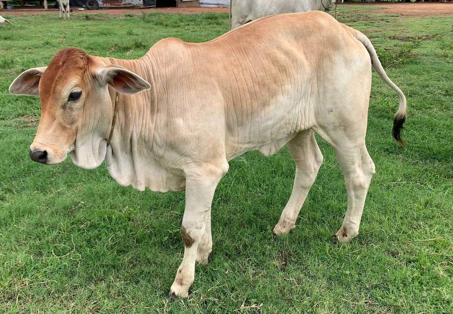 Brown zebu cow standing on green grass
