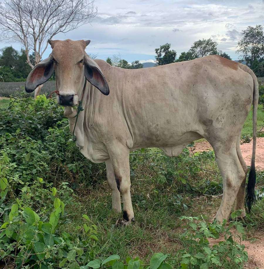Grey zebu cow standing in vegetation with cloudy sky