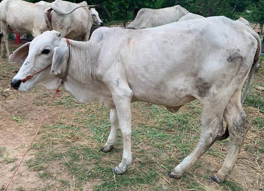 White zebu cow walking on dirt path with herd
