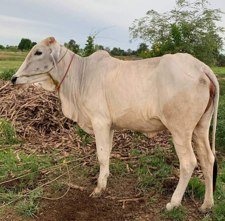 White zebu cow with red halter near cassava roots
